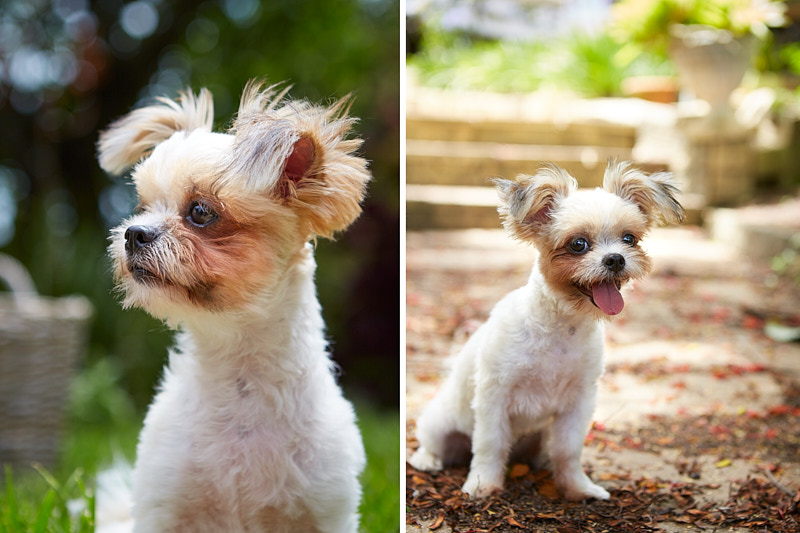cute dog photography   animals pets people portrait photo