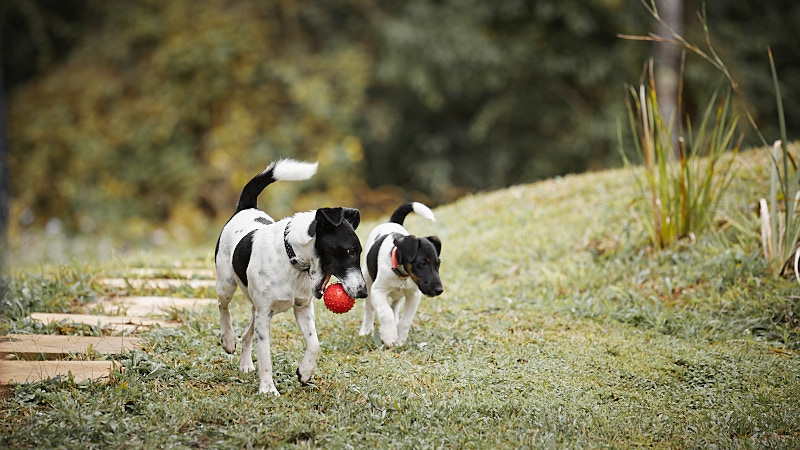Brother and sister foxies   Two real fox terriers
